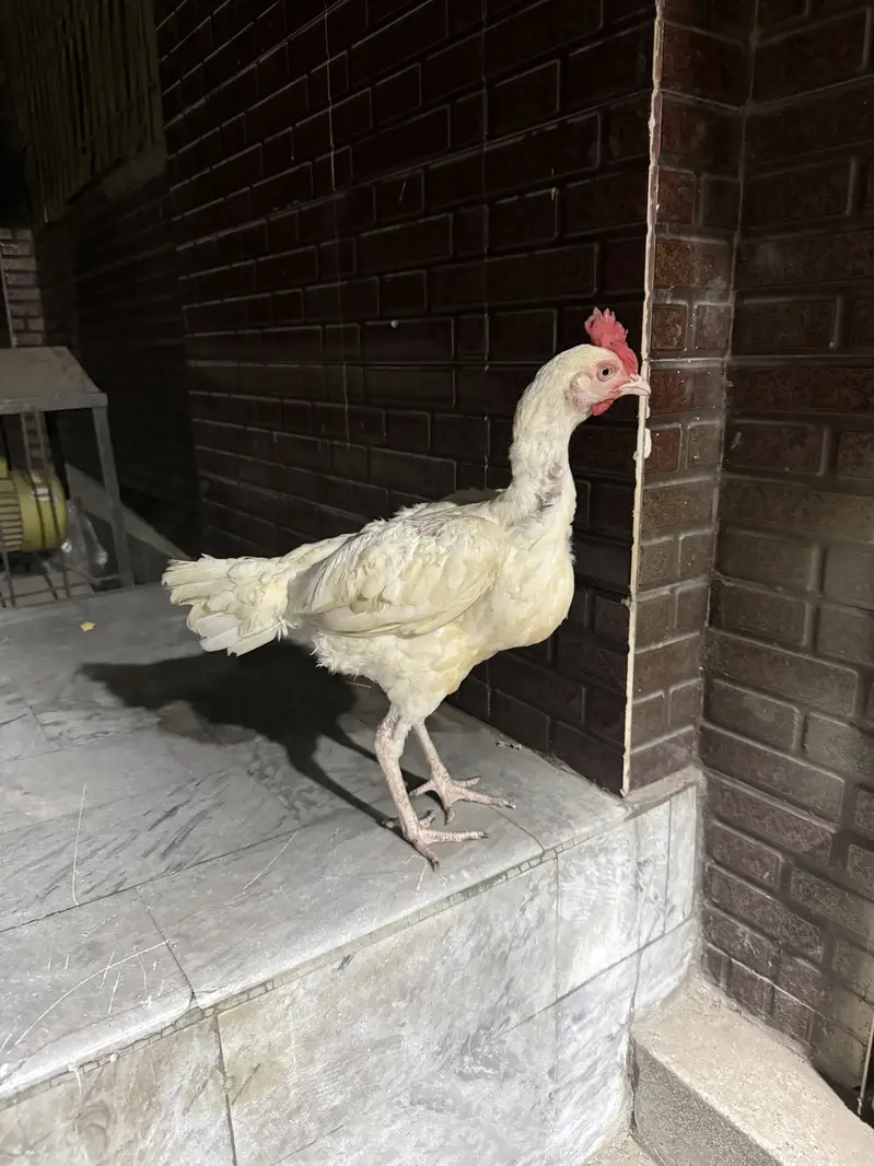 Aseel hen — photo 3
