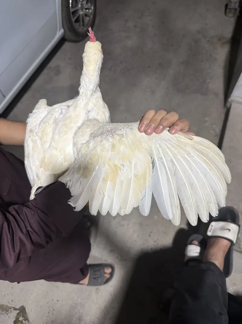 Aseel hen — photo 4