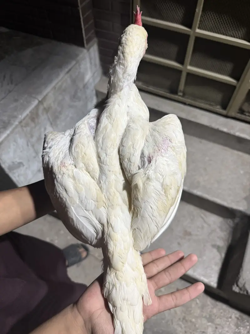 Aseel hen — photo 5