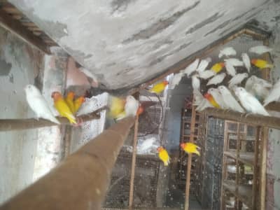 Lutinos and Albinos Available