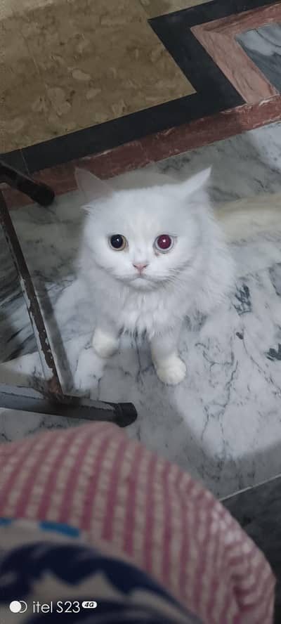 cat for sale