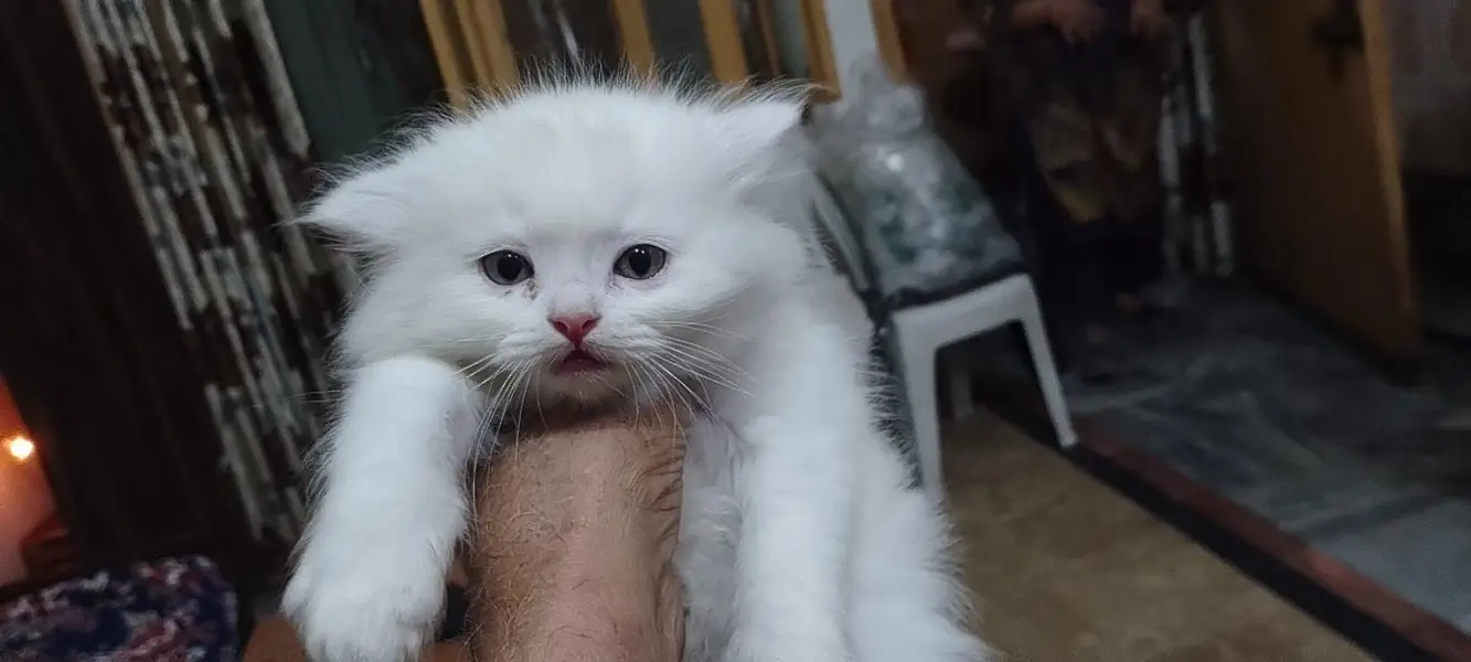 cat for sale — photo 2