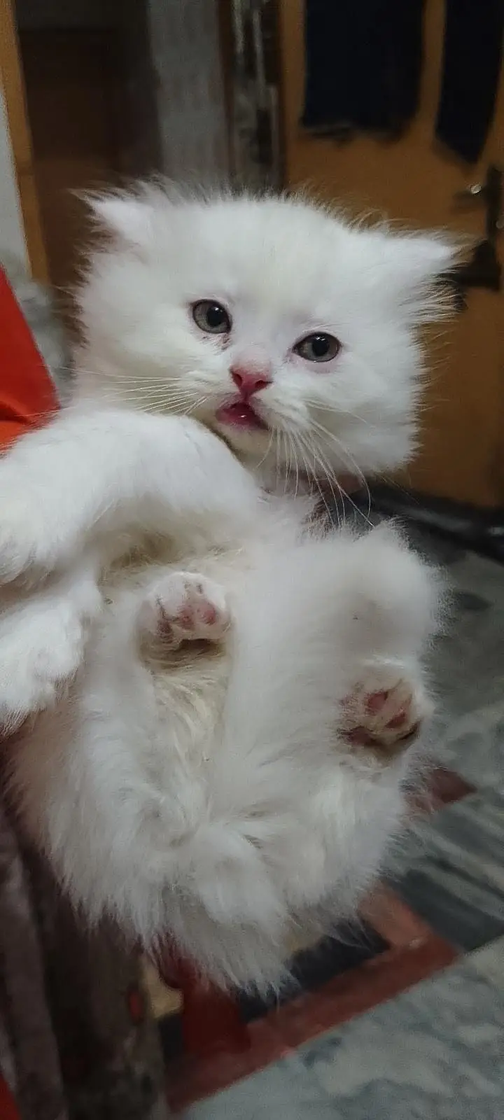 cat for sale — photo 3