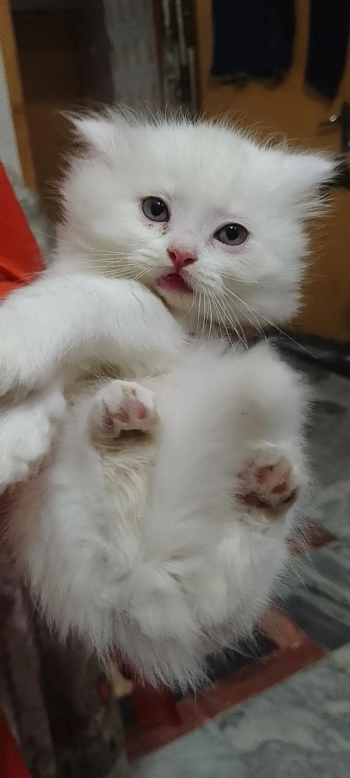 cat for sale — photo 4