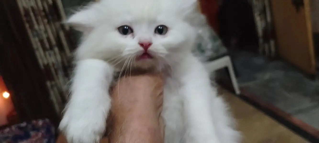 cat for sale — photo 5