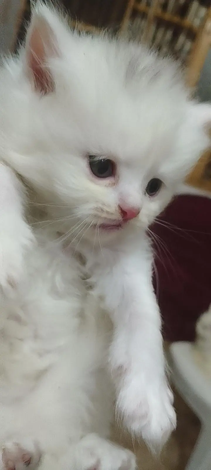 cat for sale — photo 6