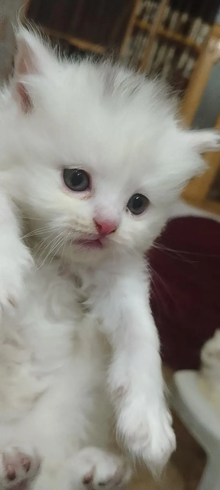 cat for sale — photo 7