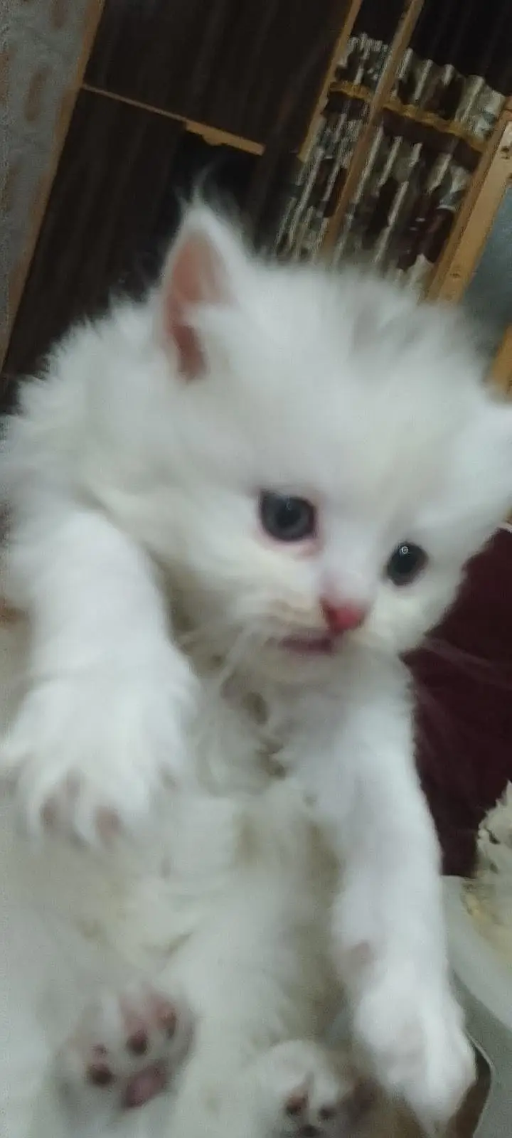 cat for sale — photo 8