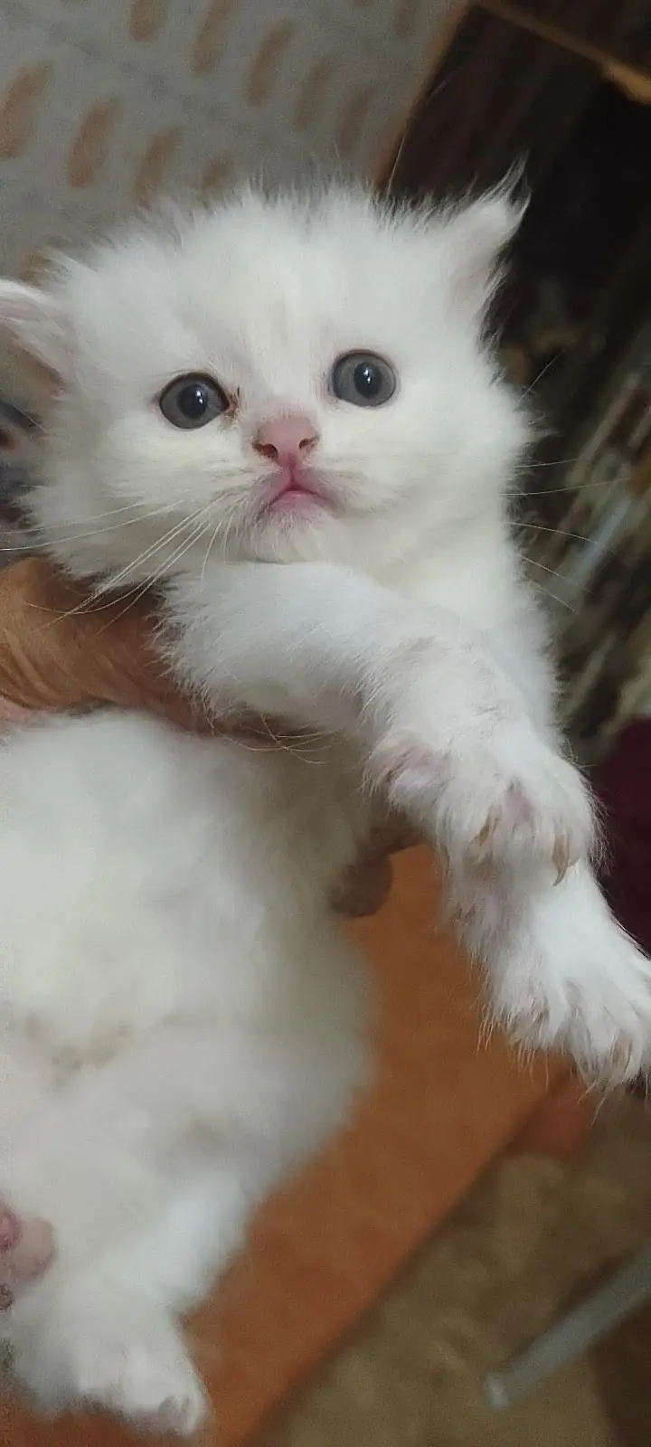 cat for sale — photo 9