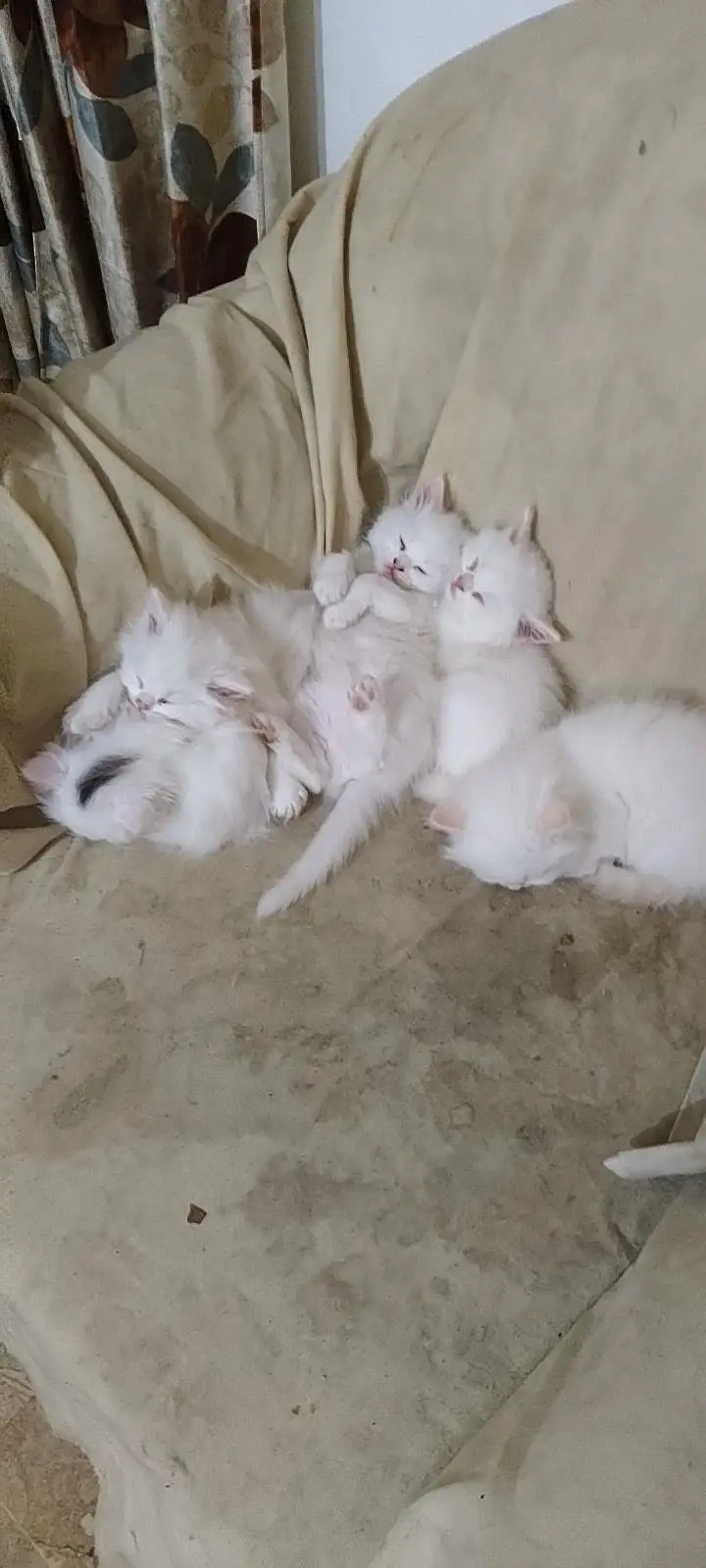cat for sale — photo 10