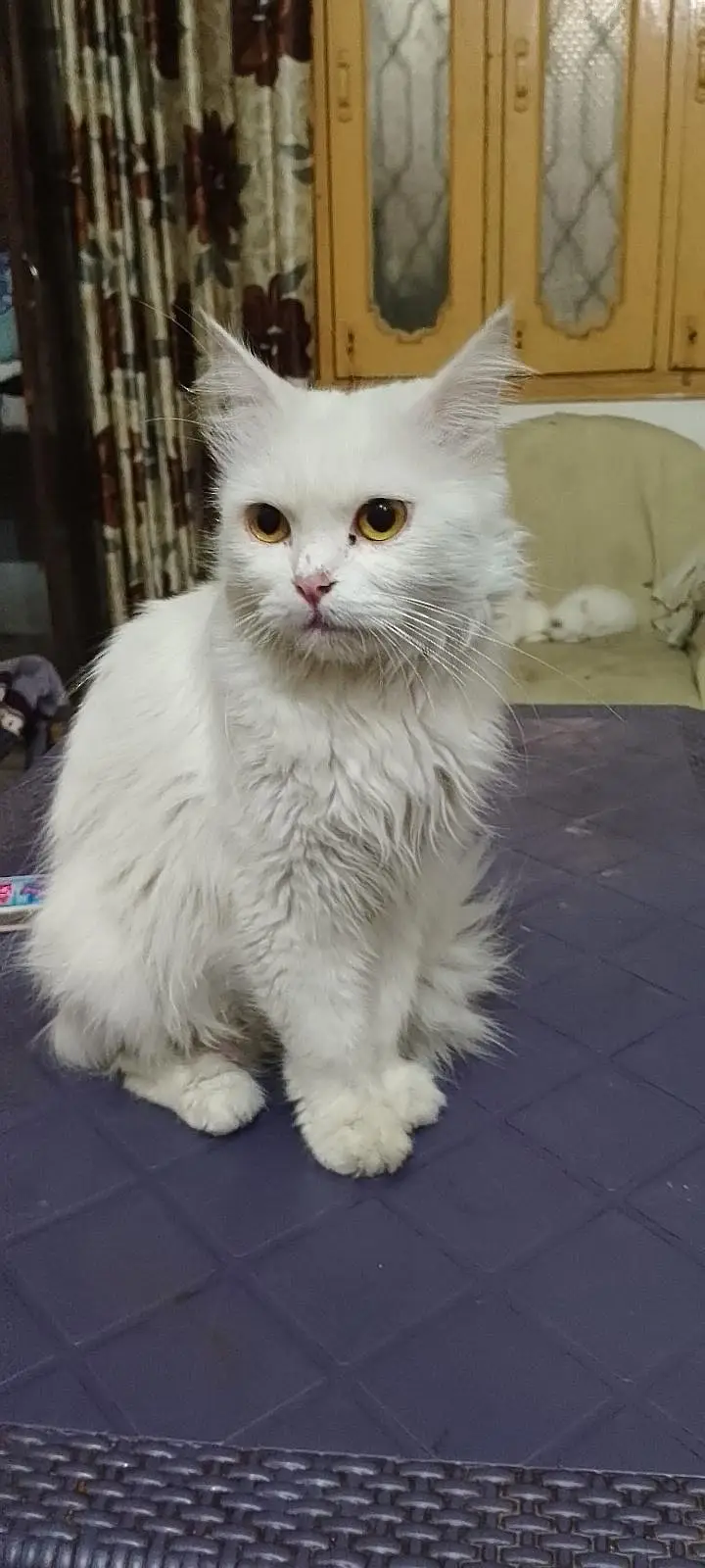 cat for sale — photo 11