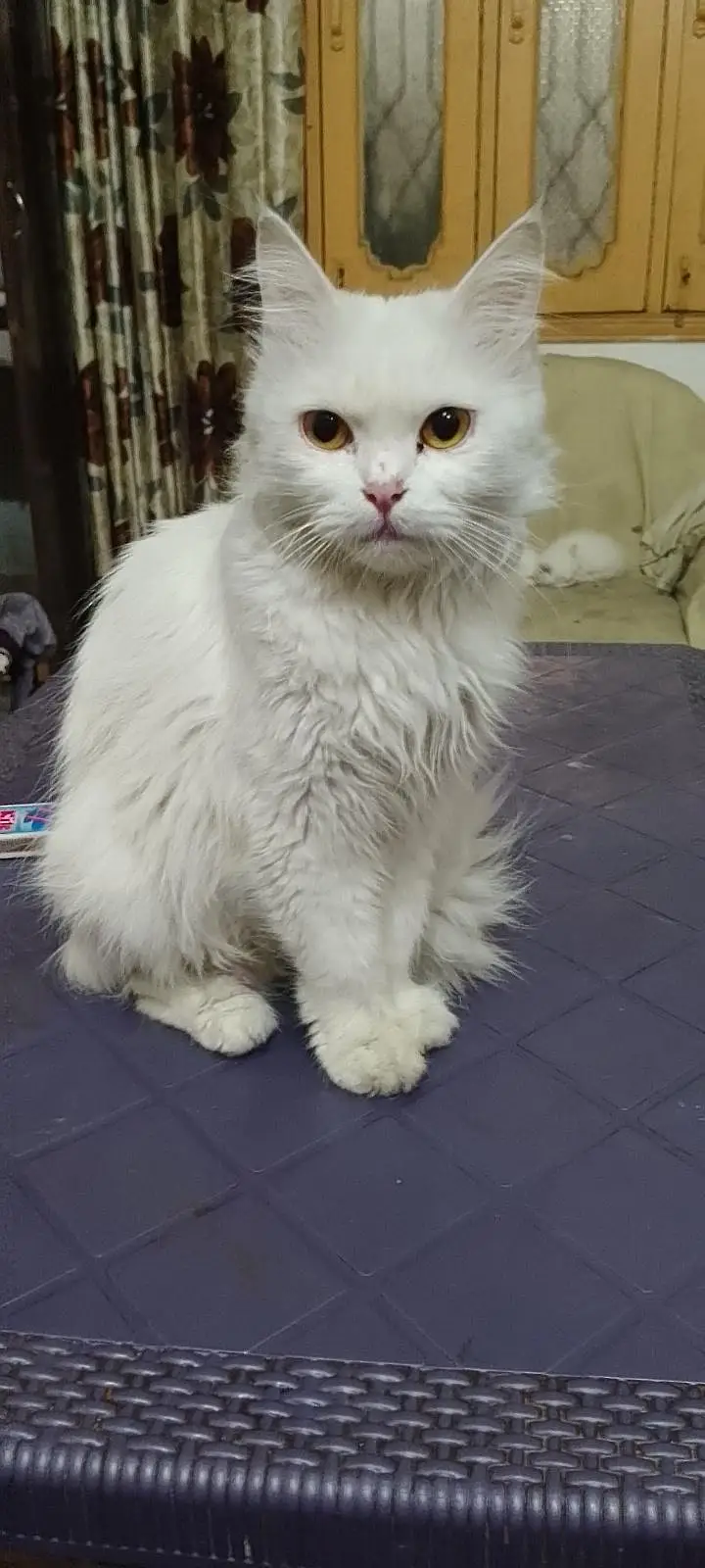 cat for sale — photo 12