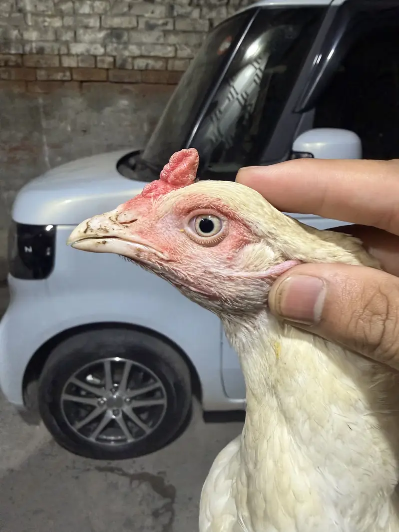Aseel hen — photo 6