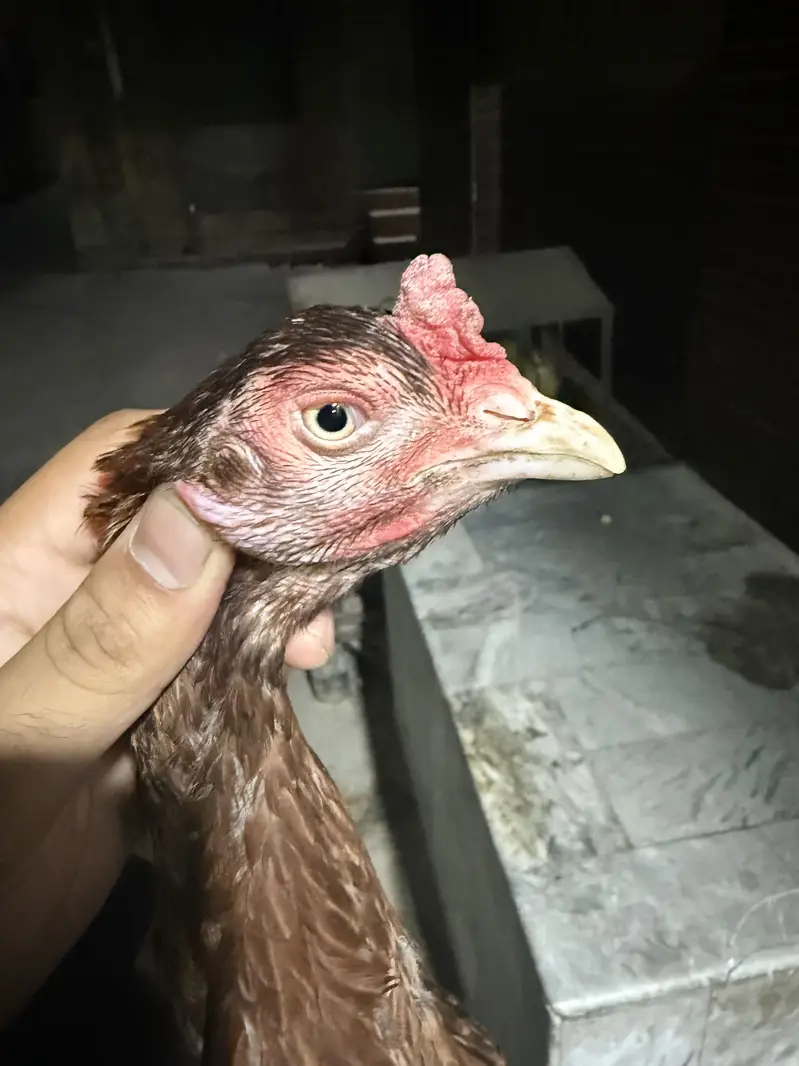 Aseel hen — photo 8
