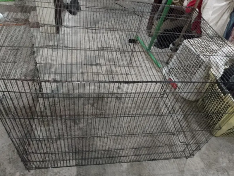 Iron cage for hen, parrot and cats — photo 2
