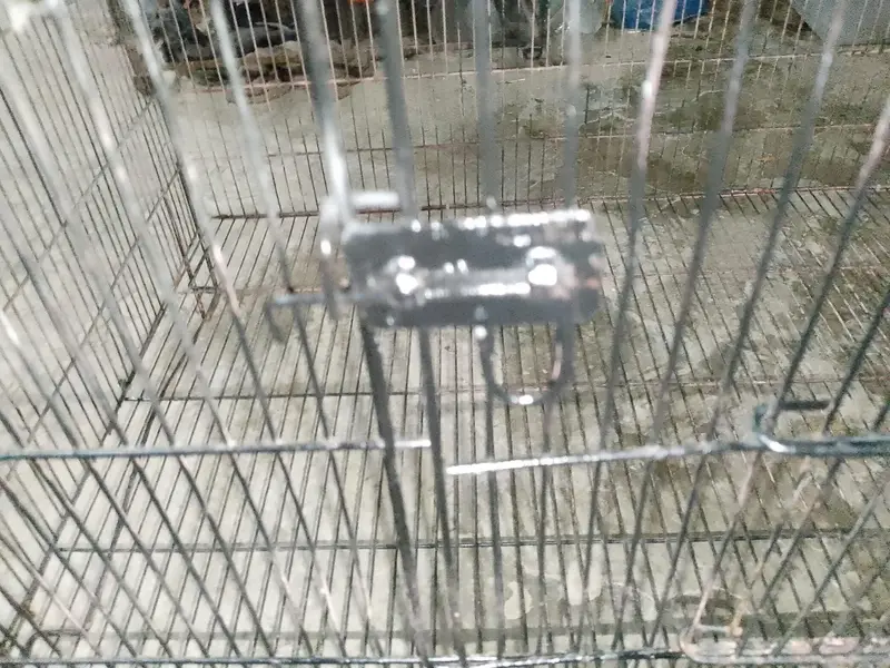 Iron cage for hen, parrot and cats — photo 4