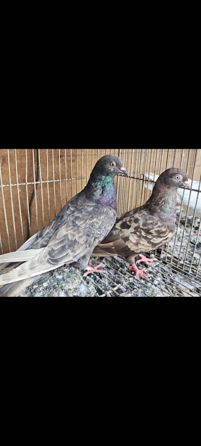 Almond 1pair 20k Aliwala 1pair 6k