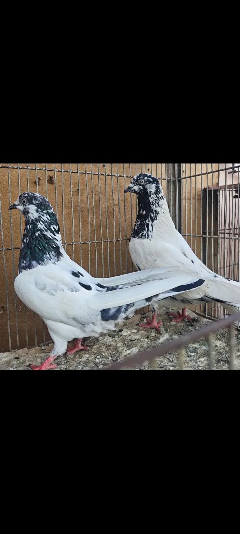 Almond 1pair 20k Aliwala 1pair 6k — photo 2