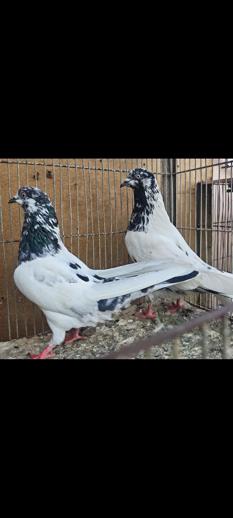 Almond 1pair 20k Aliwala 1pair 6k — photo 4