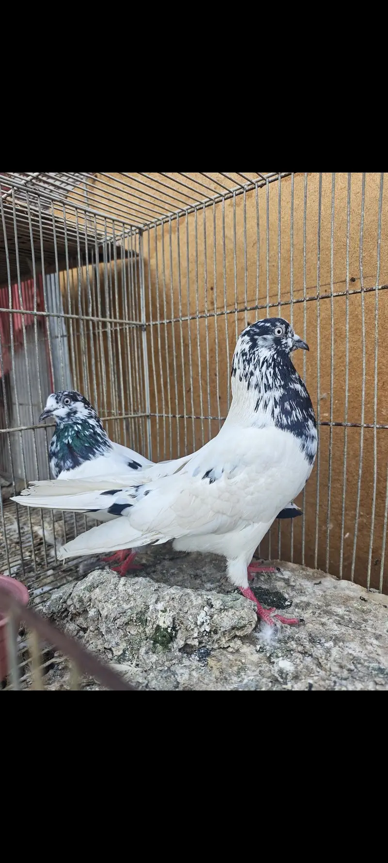 Almond 1pair 20k Aliwala 1pair 6k — photo 5