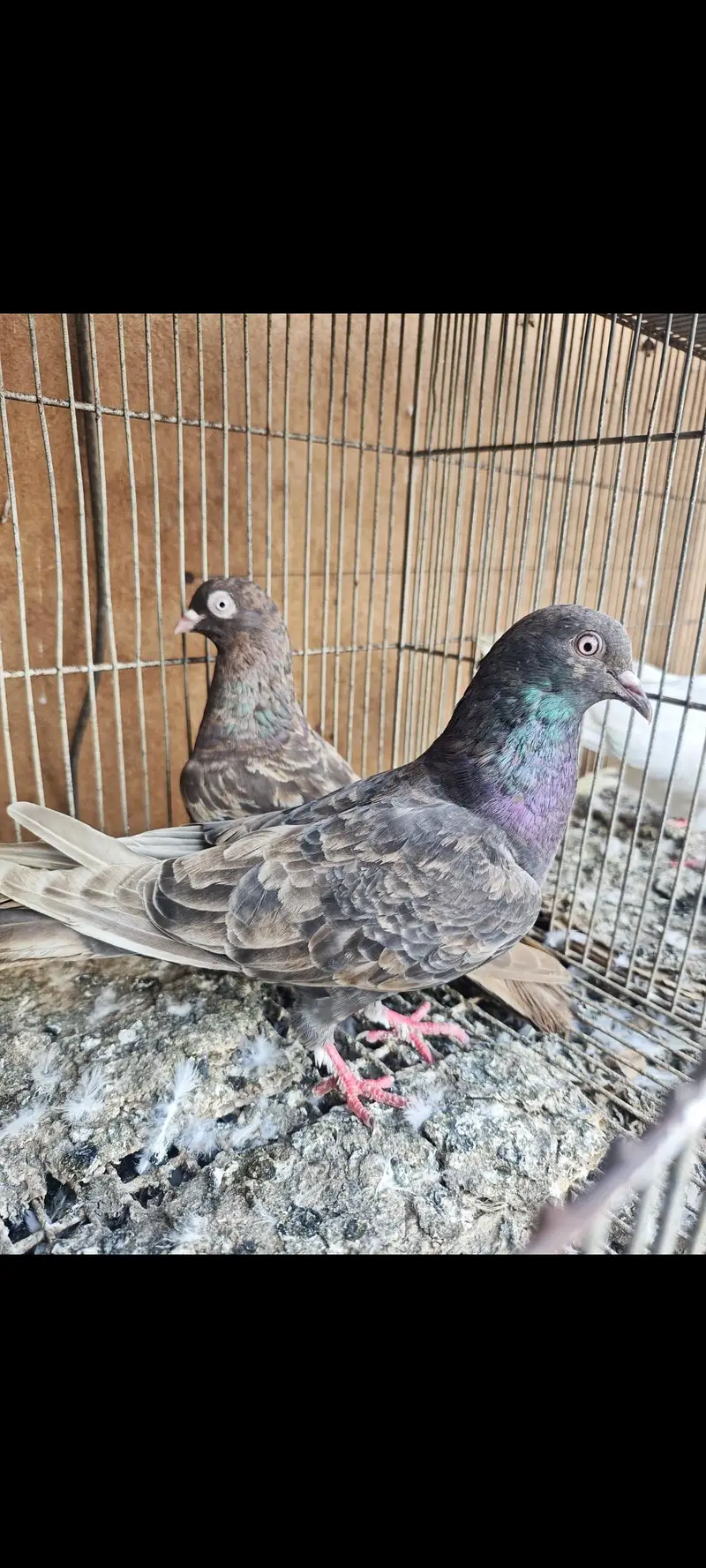 Almond 1pair 20k Aliwala 1pair 6k — photo 8