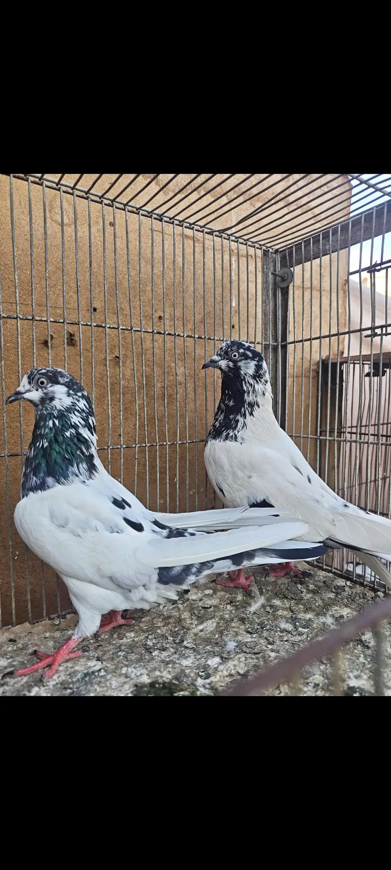 Almond 1pair 20k Aliwala 1pair 6k — photo 9
