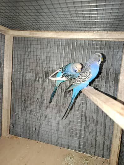 Stalein parrots pair available