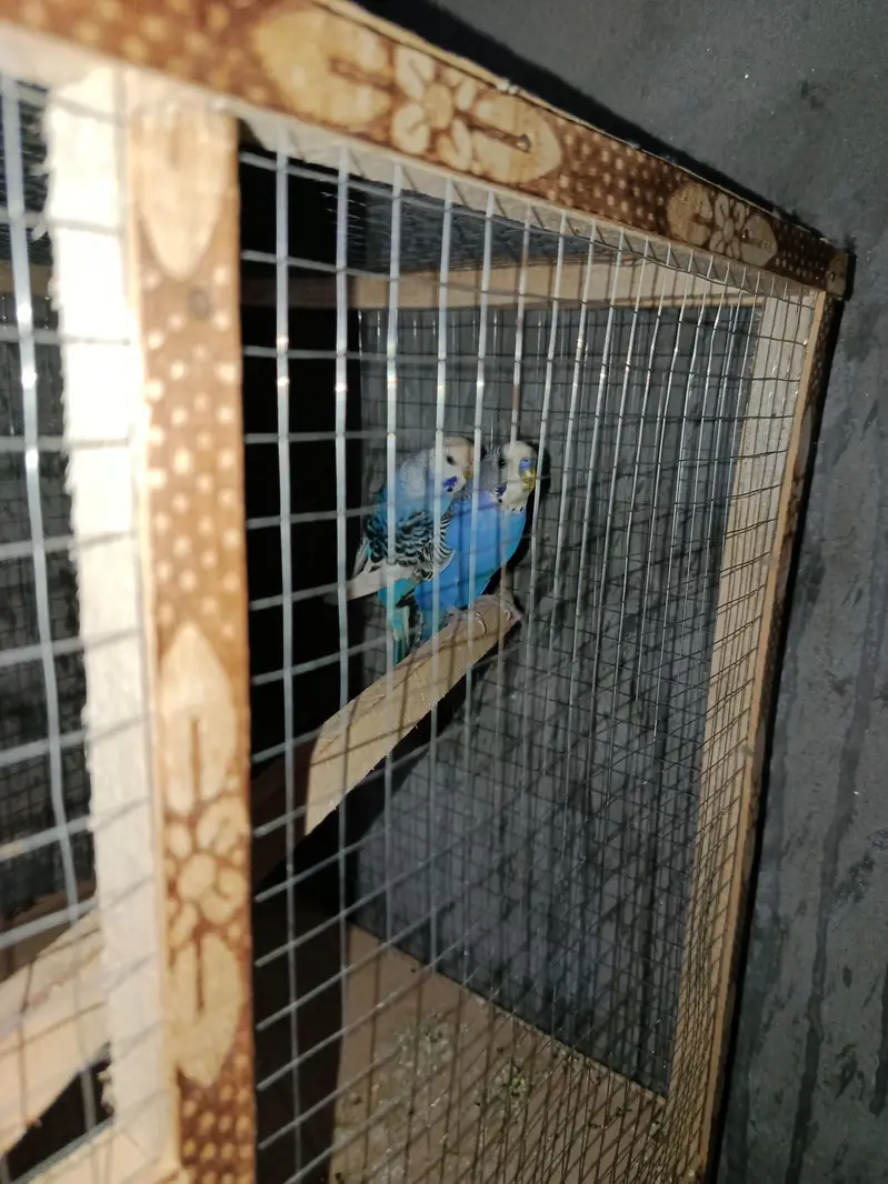 Stalein parrots pair available — photo 2