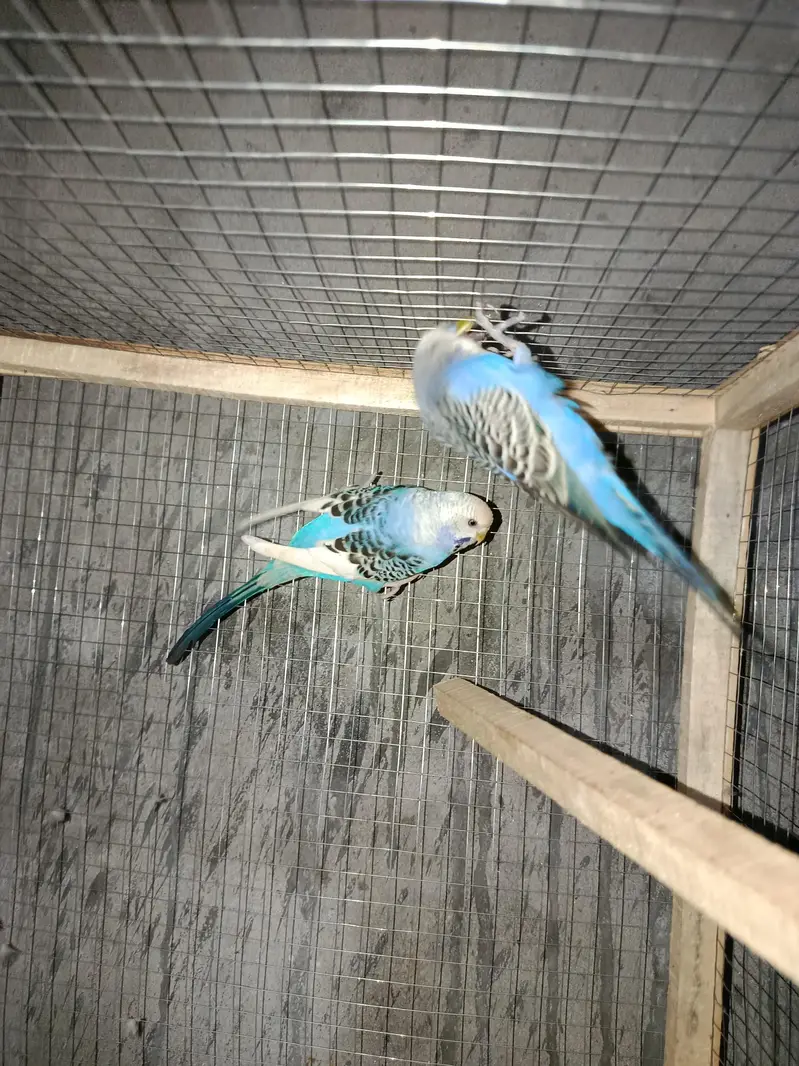 Stalein parrots pair available — photo 3