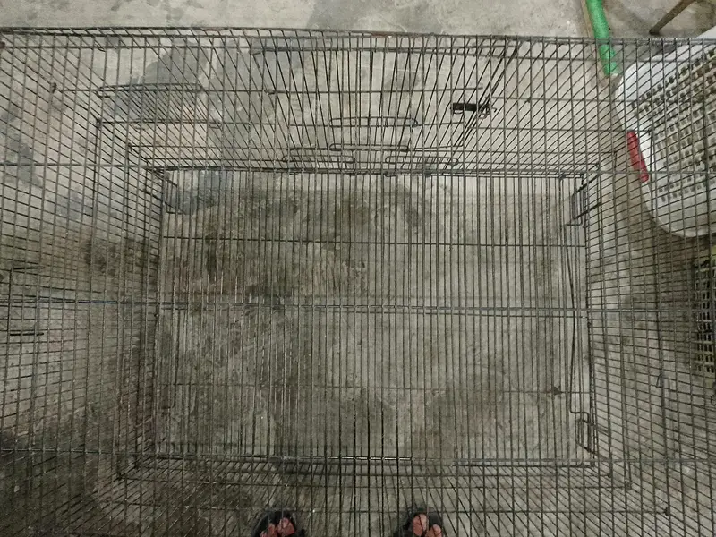 Iron cage for hen, parrot and cats — photo 6