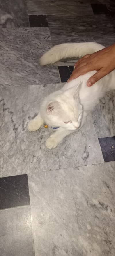 Beautiful White Female Persian Cat for Sale-Friendly & Healthy