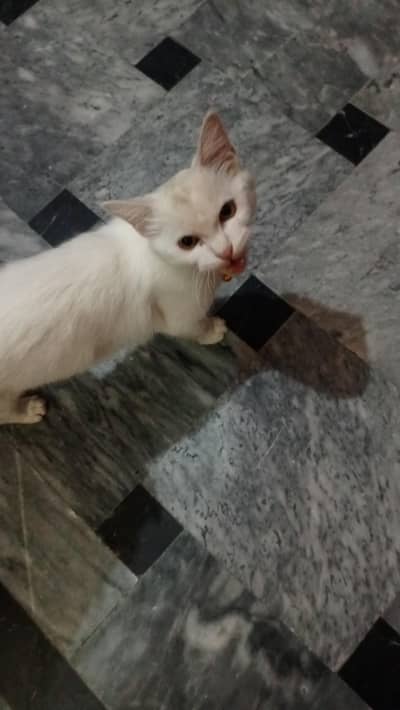 Beautiful White Female Persian Cat for Sale-Friendly & Healthy