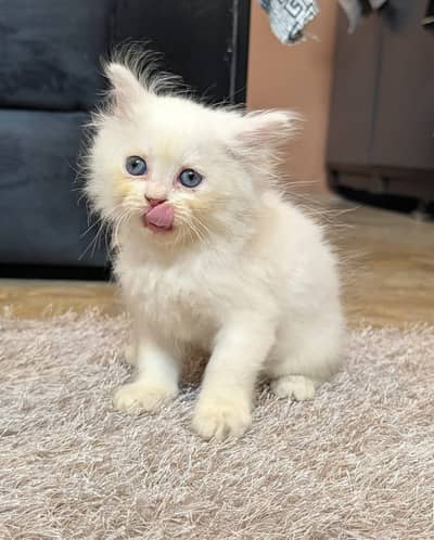  Beautiful White Persian Kitten Available  - 0326-9854431