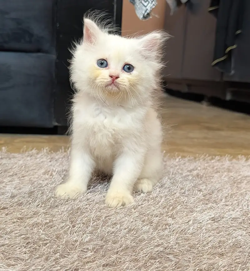  Beautiful White Persian Kitten Available  - 0326-9854431 — photo 2