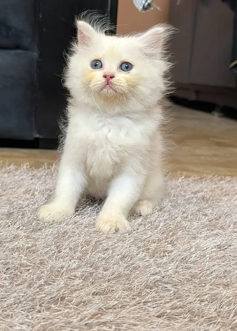  Beautiful White Persian Kitten Available  - 0326-9854431 — photo 3