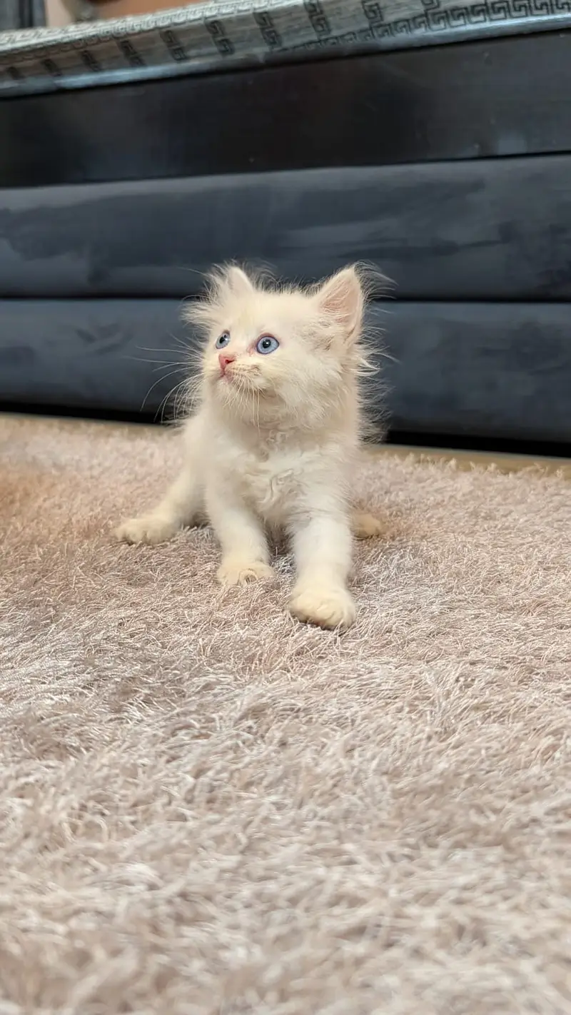  Beautiful White Persian Kitten Available  - 0326-9854431 — photo 4