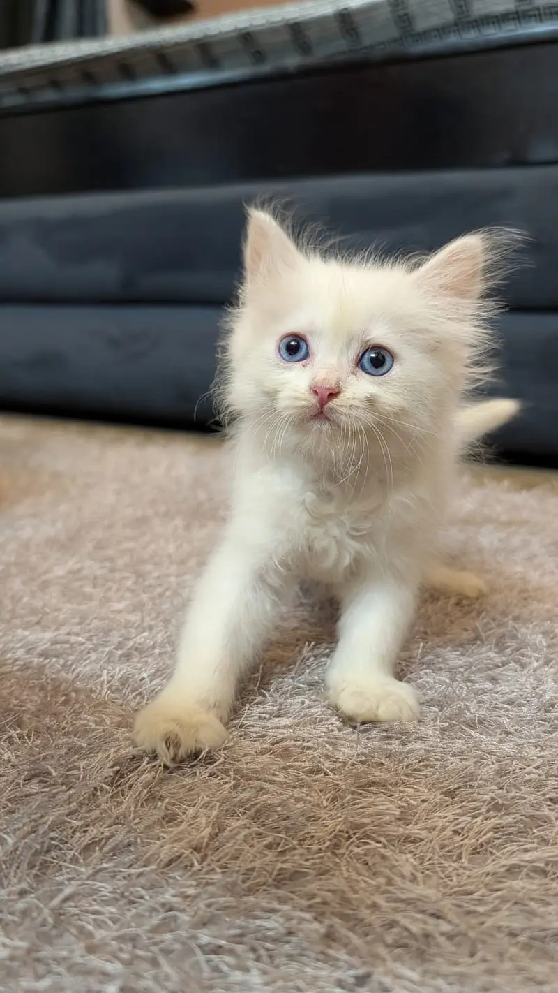  Beautiful White Persian Kitten Available  - 0326-9854431 — photo 5