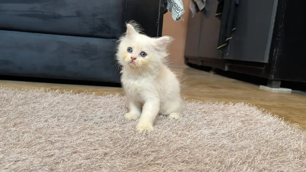  Beautiful White Persian Kitten Available  - 0326-9854431 — photo 6