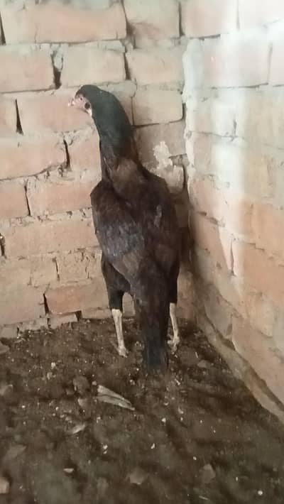 aseel kurak Madi jambo size ma 0.3. 0.30. 72.15. 71