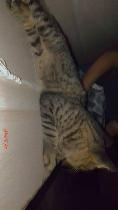 best quality male cat