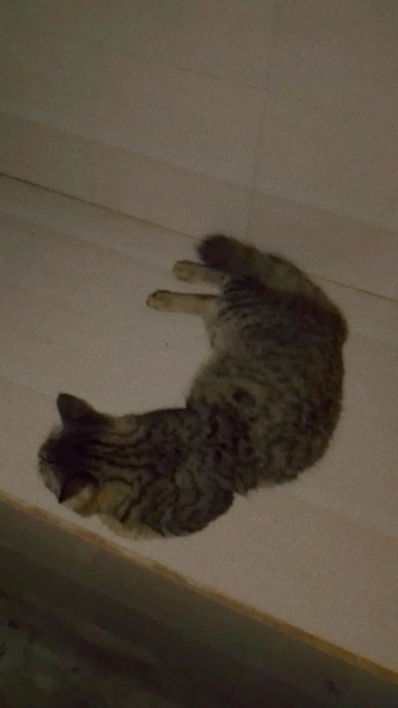 best quality male cat — photo 2