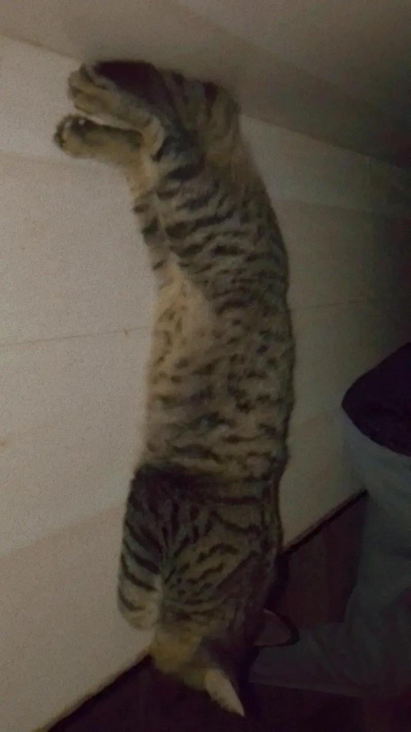 best quality male cat — photo 3