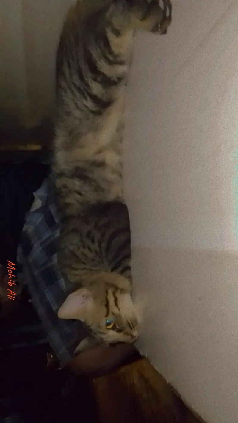 best quality male cat — photo 4