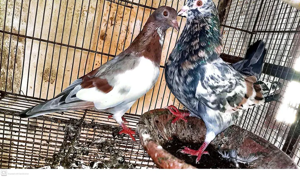 Baharti breeder pairs for sale in Multan — photo 5