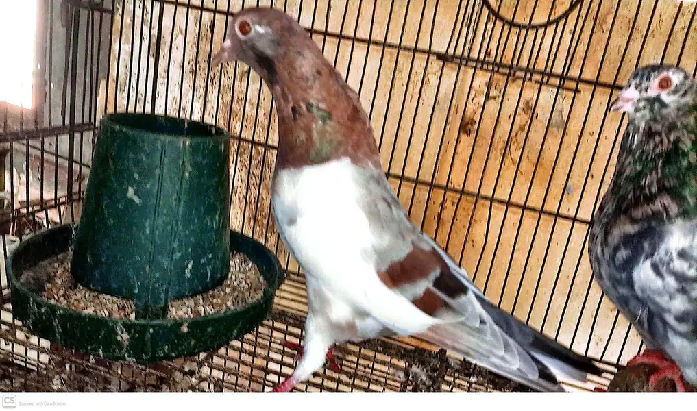 Baharti breeder pairs for sale in Multan — photo 6