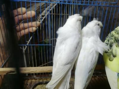 Australian simple and hogo and split bw or  03254869832