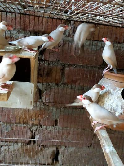 fown java finch 6 breeder pairs or stoburry finch for sale in