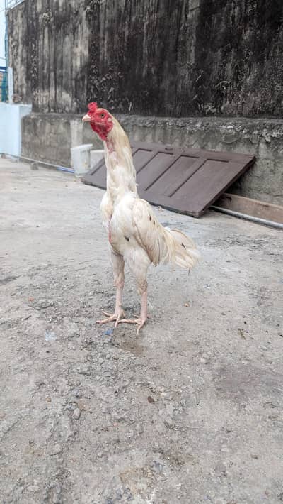 White Aseel murgha or murghiyan