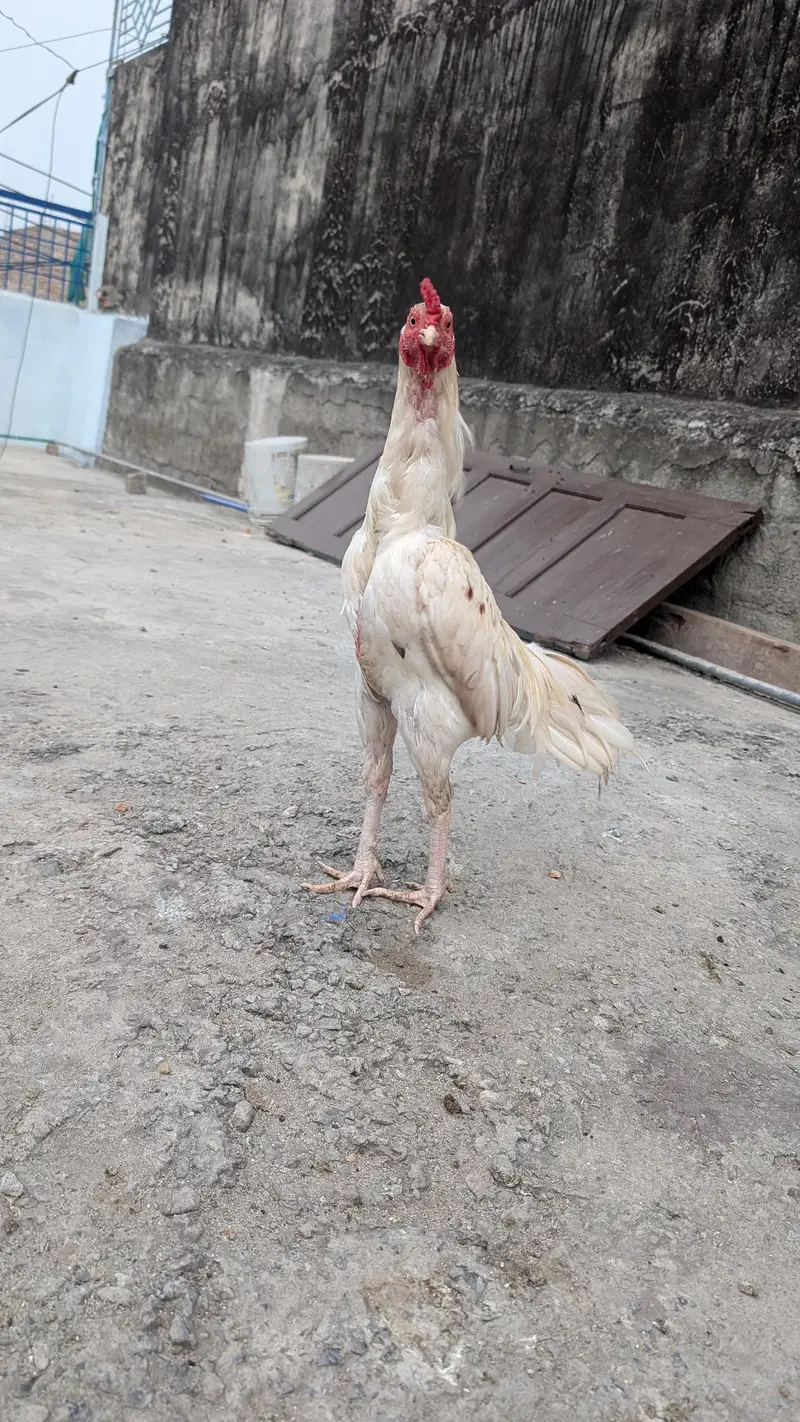 White Aseel murgha or murghiyan — photo 2