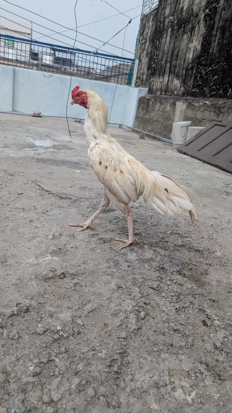 White Aseel murgha or murghiyan — photo 3